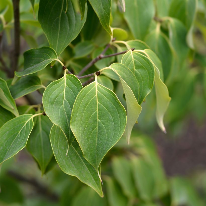 Cornus Eddie's White Wonder - Cornouiller hybride. (Foliage)