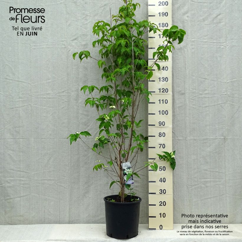 Example of Cornus Kousa Milky Way- Cornouiller du Japon blanc Pot de 18L/20L as you get in printemps