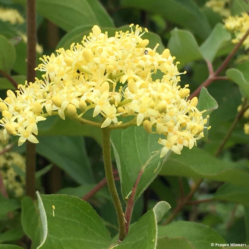 Cornus asperifolia var. drummondii Sunshiny Drops - Cornouiller (Floraison)