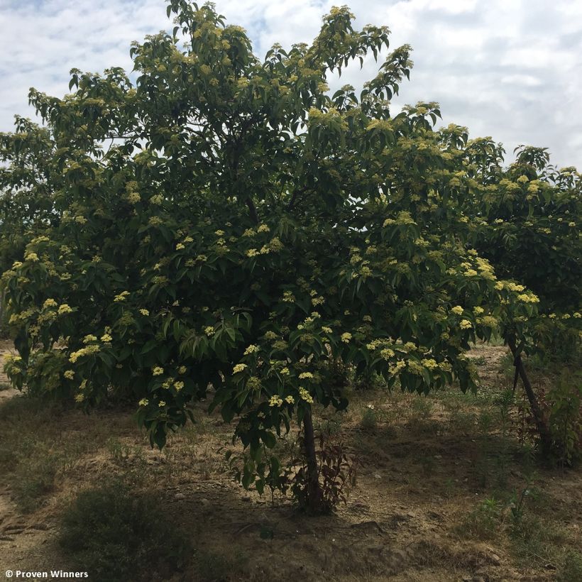 Cornus asperifolia var. drummondii Sunshiny Drops - Cornouiller (Port)