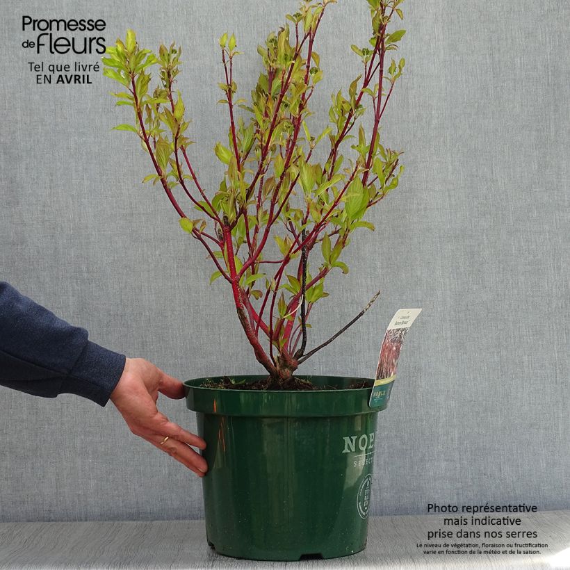 Example of Cornus alba Baton Rouge - Cornouiller blanc à bois rouge Pot de 4L/5L as you get in printemps