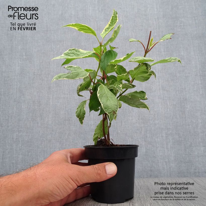 Spécimen de Cornus alba Cream Cracker - Cornouiller blanc Pot de 10 cm/11cm tel que livré en automne