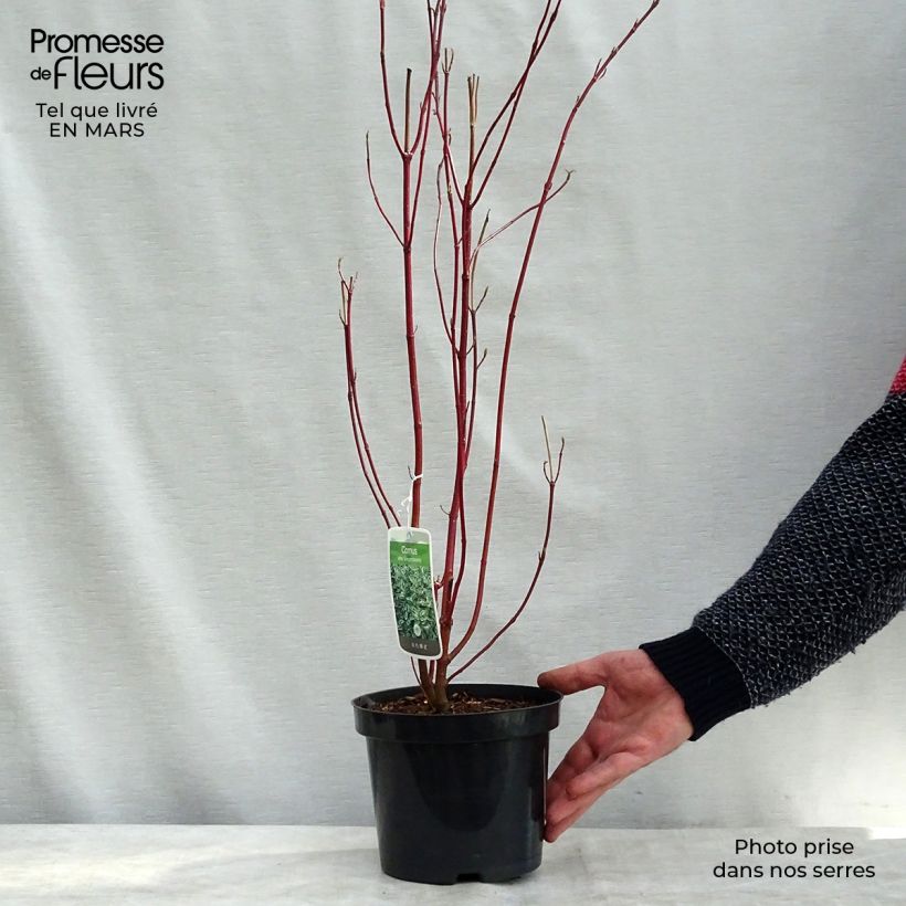 Example of Cornus alba Elegantissima - Cornouiller blanc panaché Pot de 7,5L/10L as you get in printemps