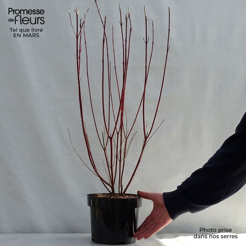 Example of Cornus alba Gouchaultii - Cornouiller blanc Pot de 3L/4L as you get in printemps