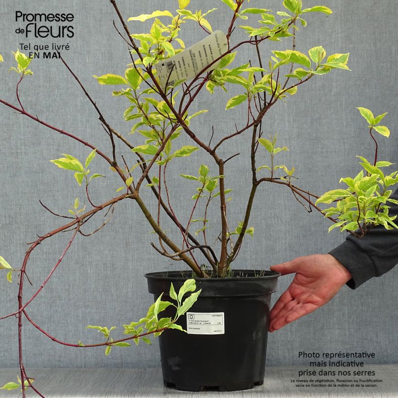 Example of Cornus alba Gouchaultii - Cornouiller blanc Pot de 7,5L/10L as you get in printemps