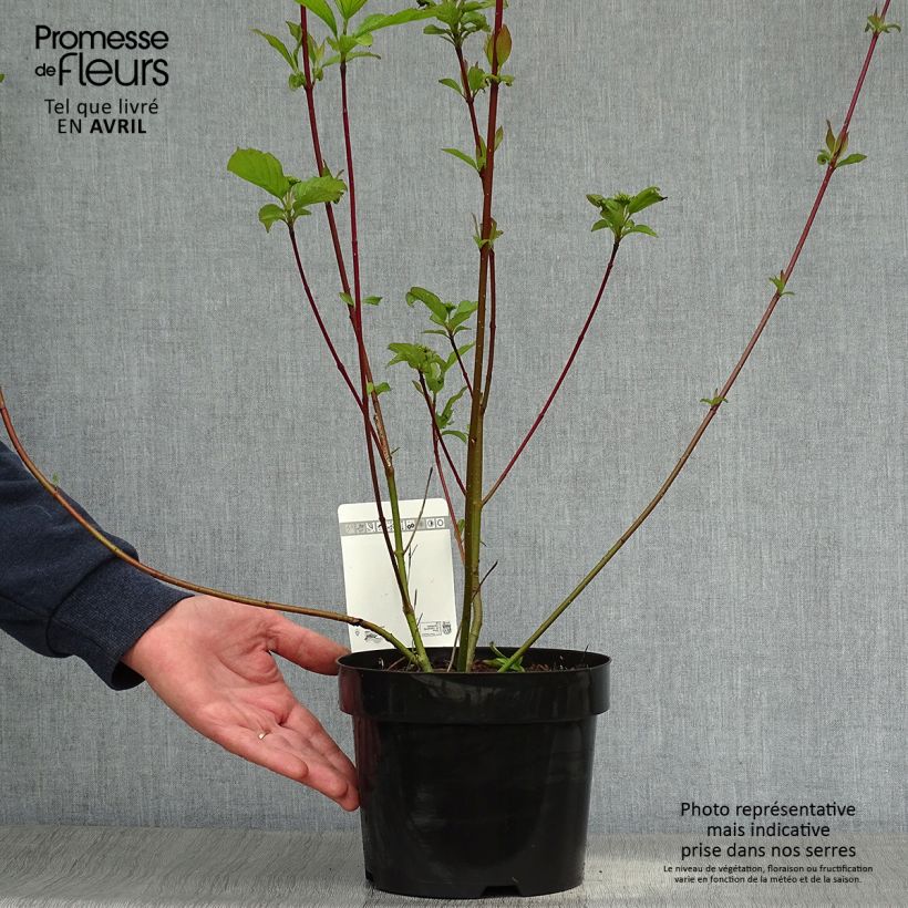 Example of Cornus alba Siberian Pearls - Cornouiller blanc à bois rouge Pot de 3L/4L as you get in printemps