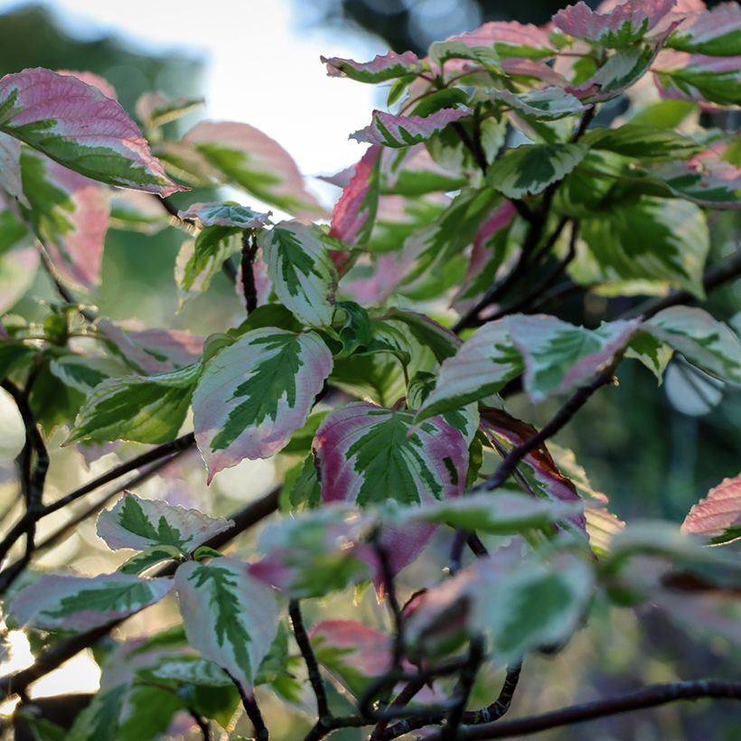 Cornus alternifolia Argentea - Cornouiller panaché à feuilles alternes (Feuillage)