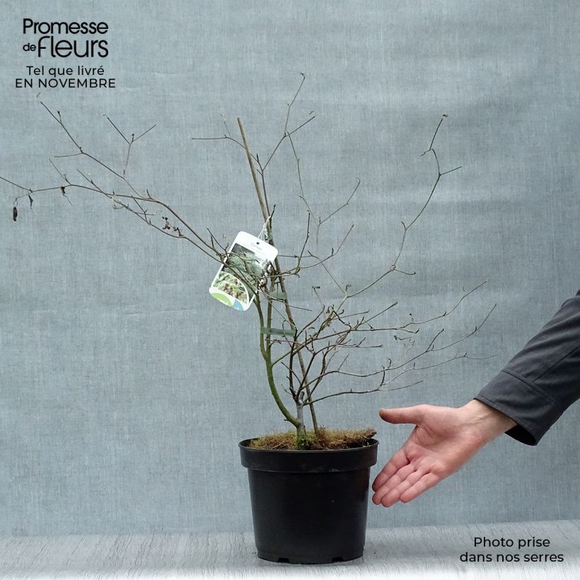 Spécimen de Cornus alternifolia Argentea - Cornouiller panaché à feuilles alternes Pot de 3L/4L tel que livré en automne