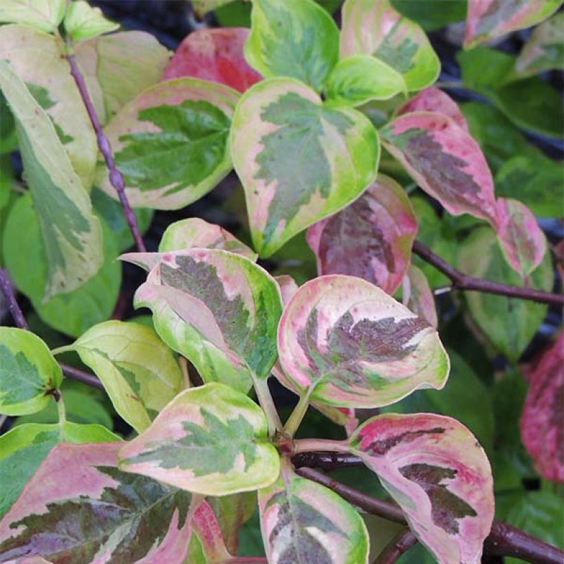 Cornus alternifolia Golden Shadows - Cornouiller à feuilles alternes  (Foliage)