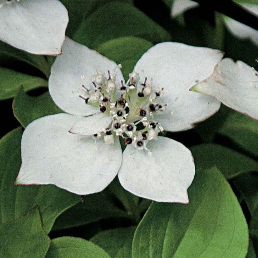 Cornouiller du Canada - Cornus canadensis (Flowering)