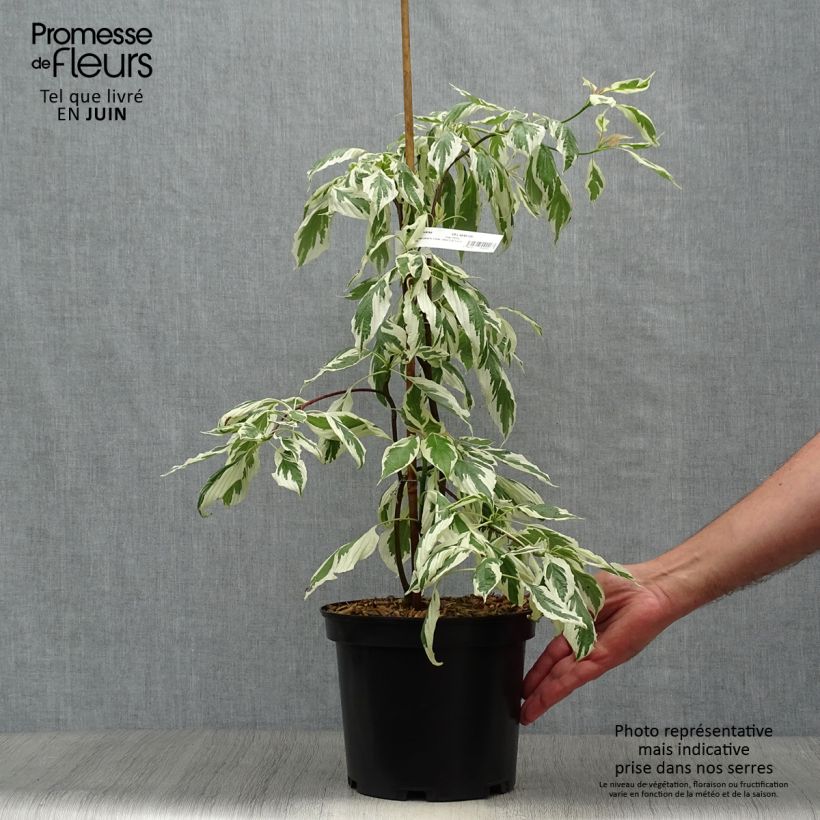 Spécimen de Cornus controversa Variegata - Cornouiller des Pagodes panaché Pot de 4L/5L tel que livré en été