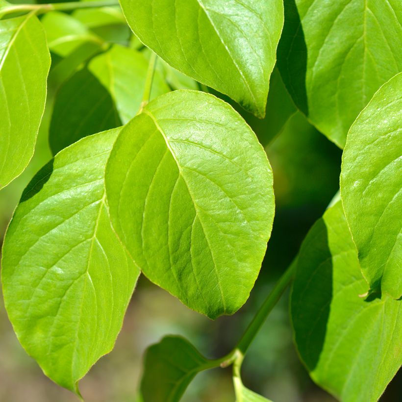 Cornus florida Cherokee Chief - Cornouiller d'Amerique (Feuillage)