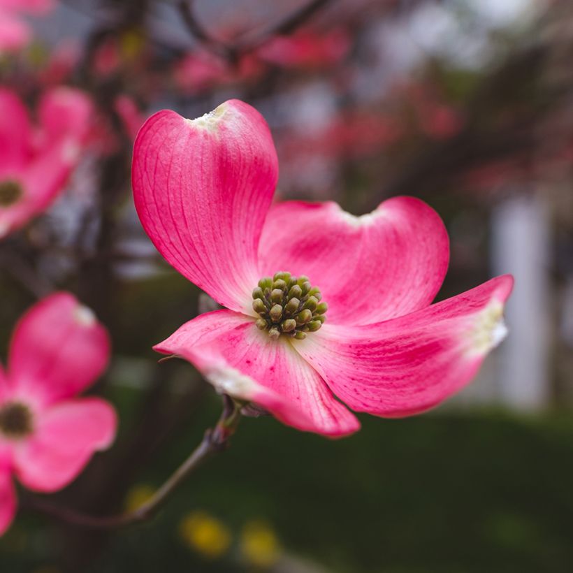 Cornus florida Cherokee Chief - Cornouiller d'Amerique (Floraison)