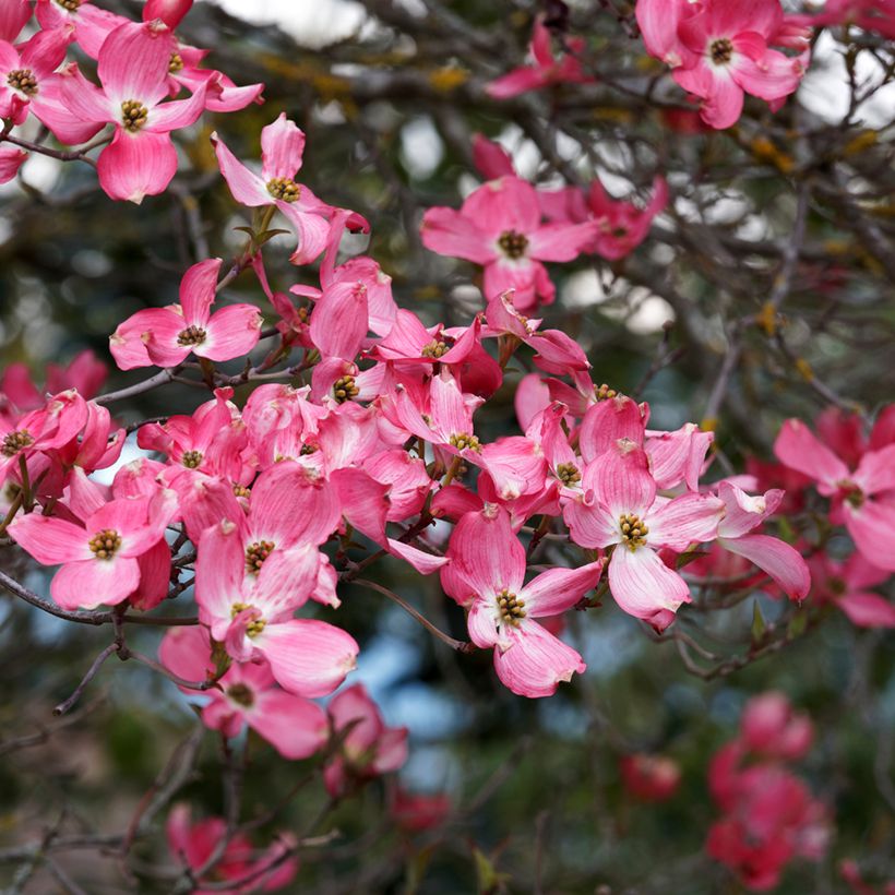 Cornus florida Cherokee Sunset - Cornouiller à fleurs (Floraison)