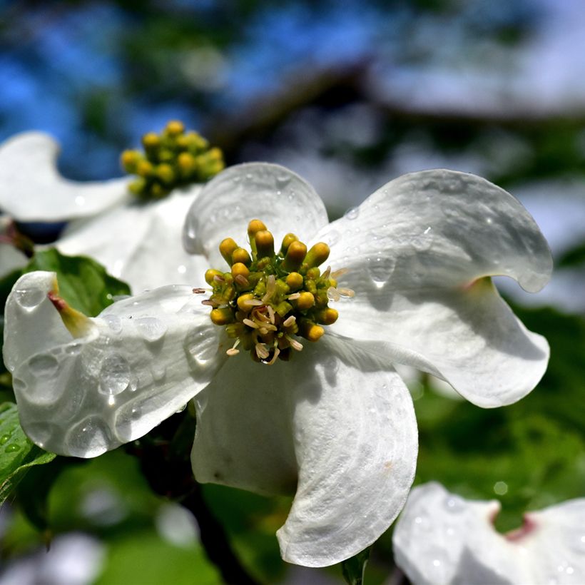 Cornus florida - Cornouiller à fleurs d'Amérique (Flowering)