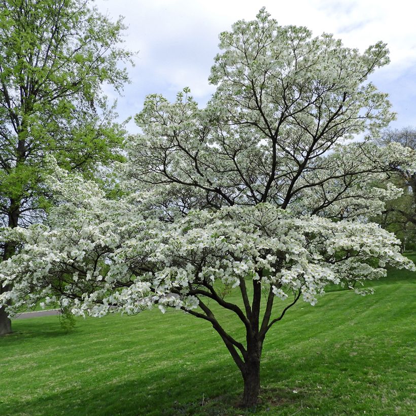 Cornus florida - Cornouiller à fleurs d'Amérique (Plant habit)