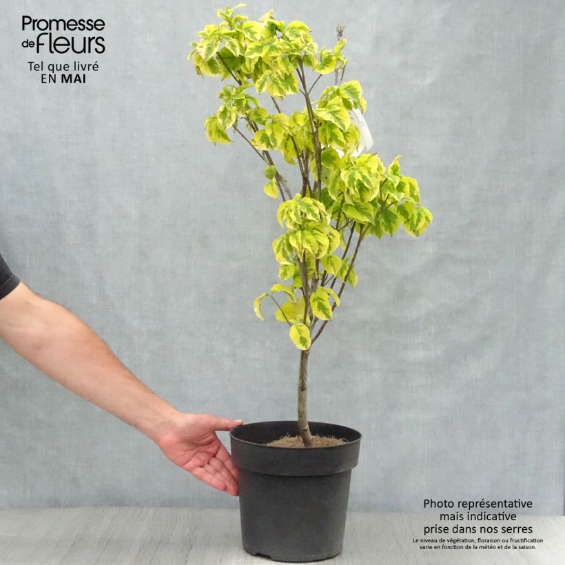 Spécimen de Cornus florida Rainbow - Cornouiller de Floride panaché Pot de 6L/7L tel que livré au printemps