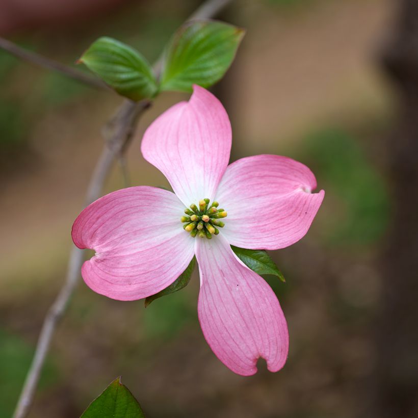 Cornus florida Rubra - Cornouiller à fleurs d'Amérique (Floraison)