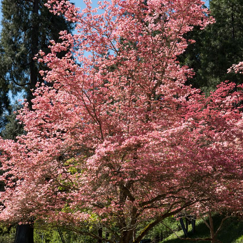 Cornus florida Rubra - Cornouiller à fleurs d'Amérique (Port)