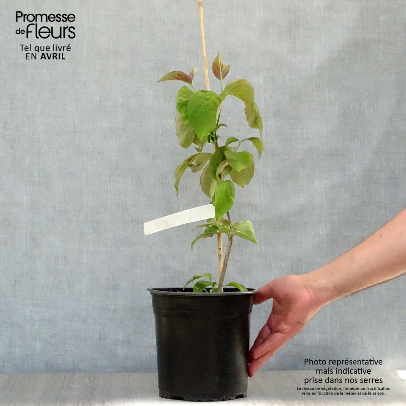 Spécimen de Cornus florida Rubra - Cornouiller à fleurs d'Amérique Pot de 4L/5L tel que livré au printemps