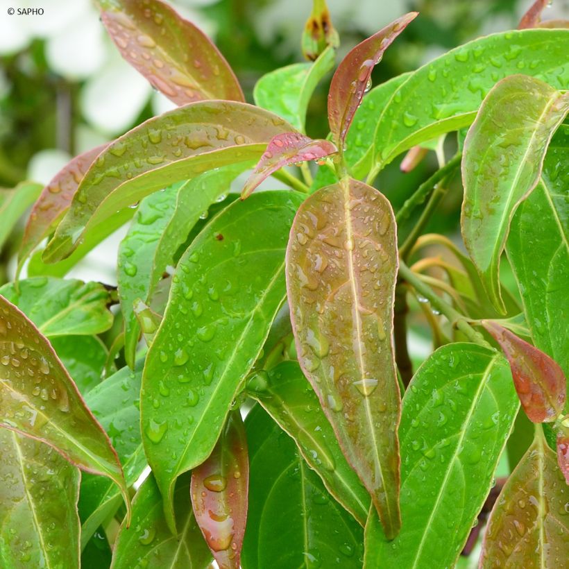 Cornus hongkongensis Parc de Haute Bretagne - Cornouiller de Hong Kong à fleurs roses (Foliage)