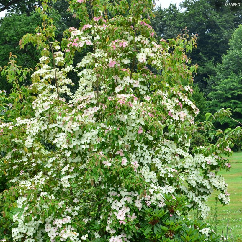 Cornus hongkongensis Parc de Haute Bretagne - Cornouiller de Hong Kong à fleurs roses (Plant habit)