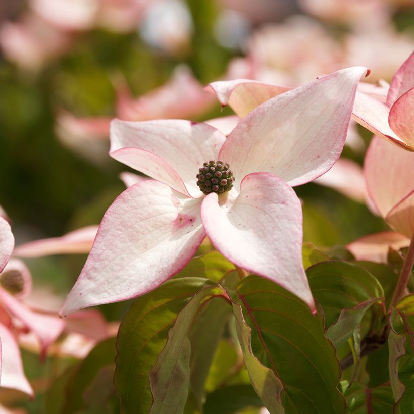 Cornus kousa Beni-fuji - Cornouiller du Japon (Flowering)