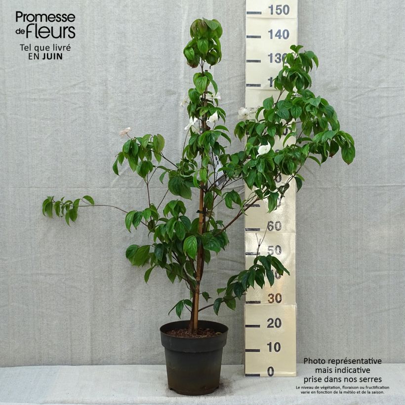 Spécimen de Cornus kousa Blooming Merry Tetra - Cornouiller hybride Pot de 7,5L/10L tel que livré au printemps