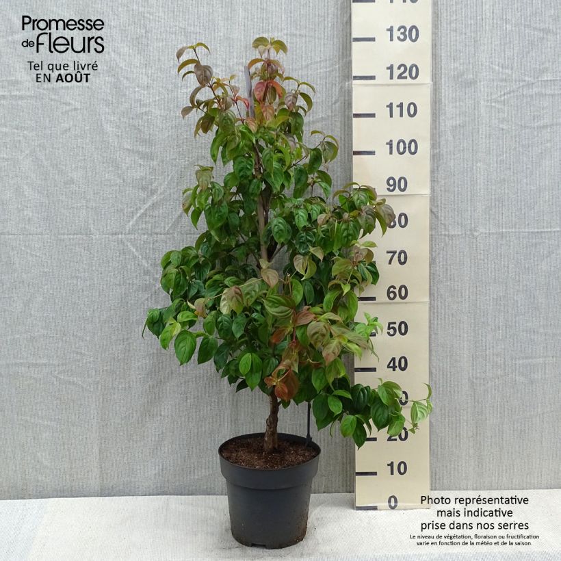 Spécimen de Cornus kousa Blooming Pink Tetra - Cornouiller hybride Pot de 7,5L/10L tel que livré en été