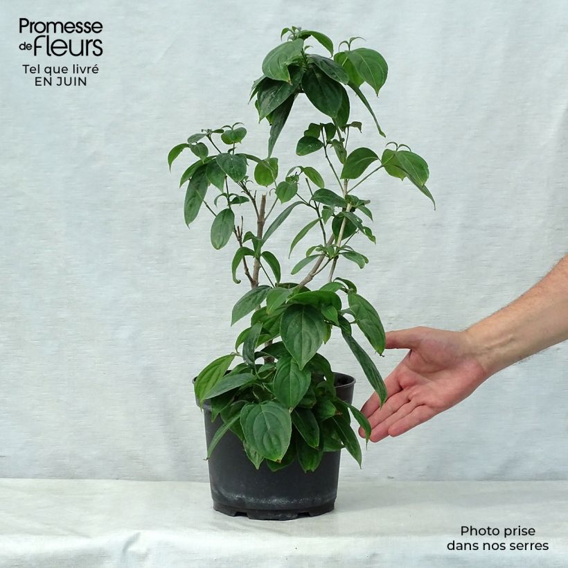 Spécimen de Cornus kousa Cappuccino - Cornouiller du Japon Pot de 6L/7L tel que livré en été