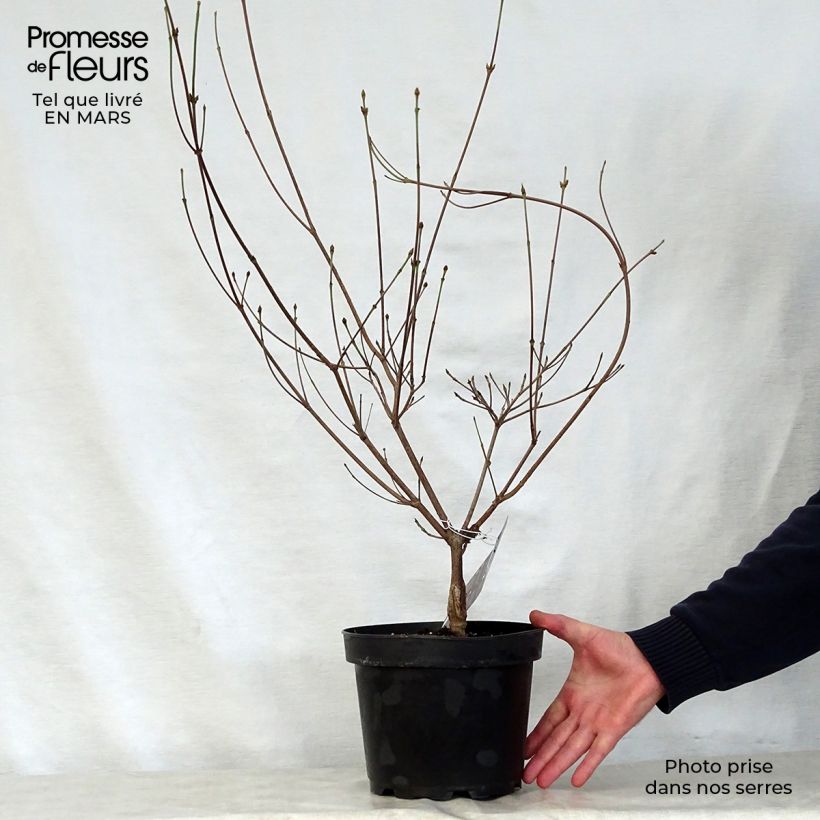 Example of Cornus kousa Cappuccino - Cornouiller du Japon Pot de 6L/7L as you get in printemps