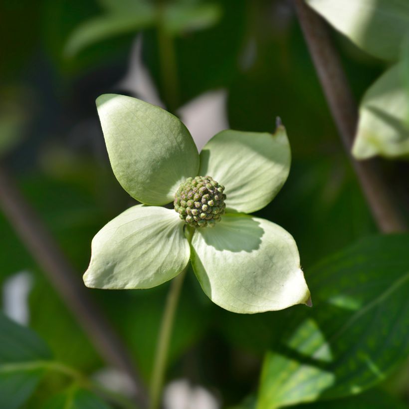 Cornus kousa China Girl - Cornouiller du Japon blanc (Floraison)