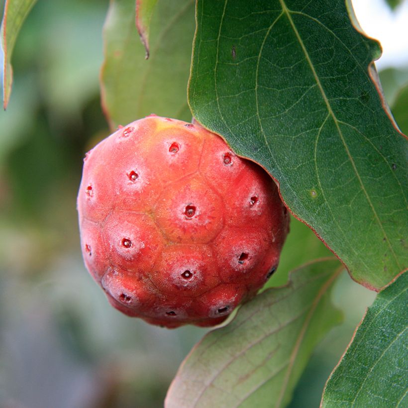 Cornus kousa China Girl - Cornouiller du Japon blanc (Récolte)