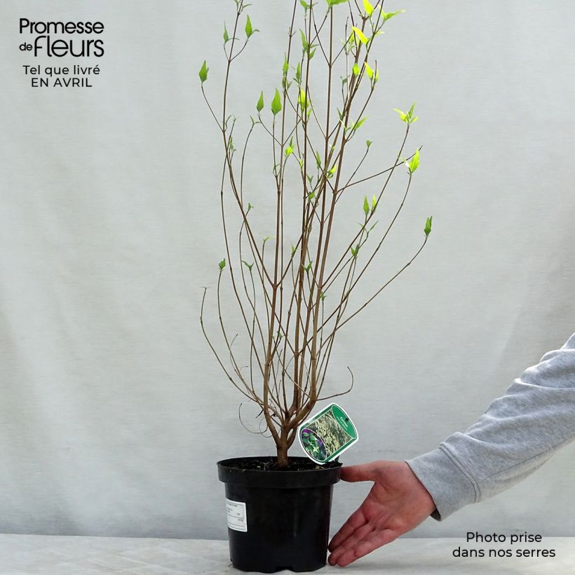 Example of Cornus kousa Chinensis - Cornouiller de Chine Pot de 3L/4L as you get in printemps