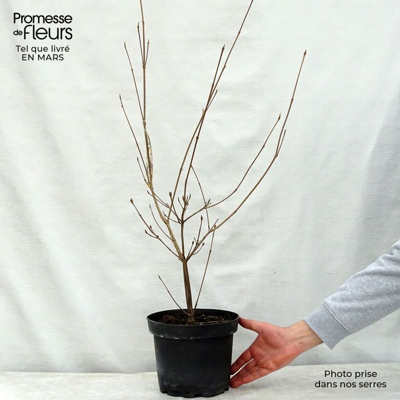 Spécimen de Cornus kousa Copacabana - Cornouiller du Japon Pot de 4L/5L tel que livré au printemps