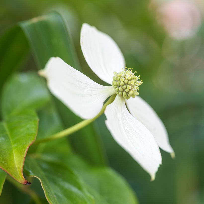 Cornus kousa - Cornouiller du Japon (Flowering)