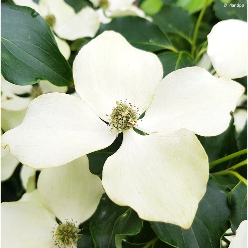Cornus kousa Flower Tower - Cornouiller du Japon (Flowering)