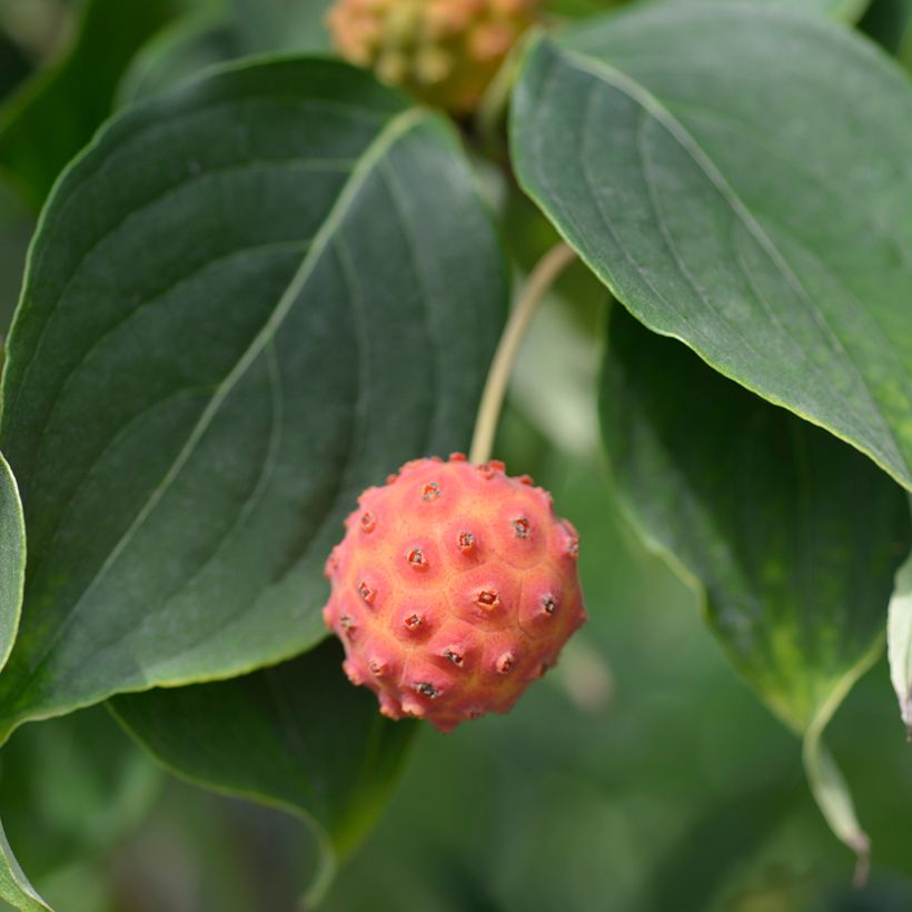 Cornus kousa Galilean - Cornouiller du Japon (Récolte)