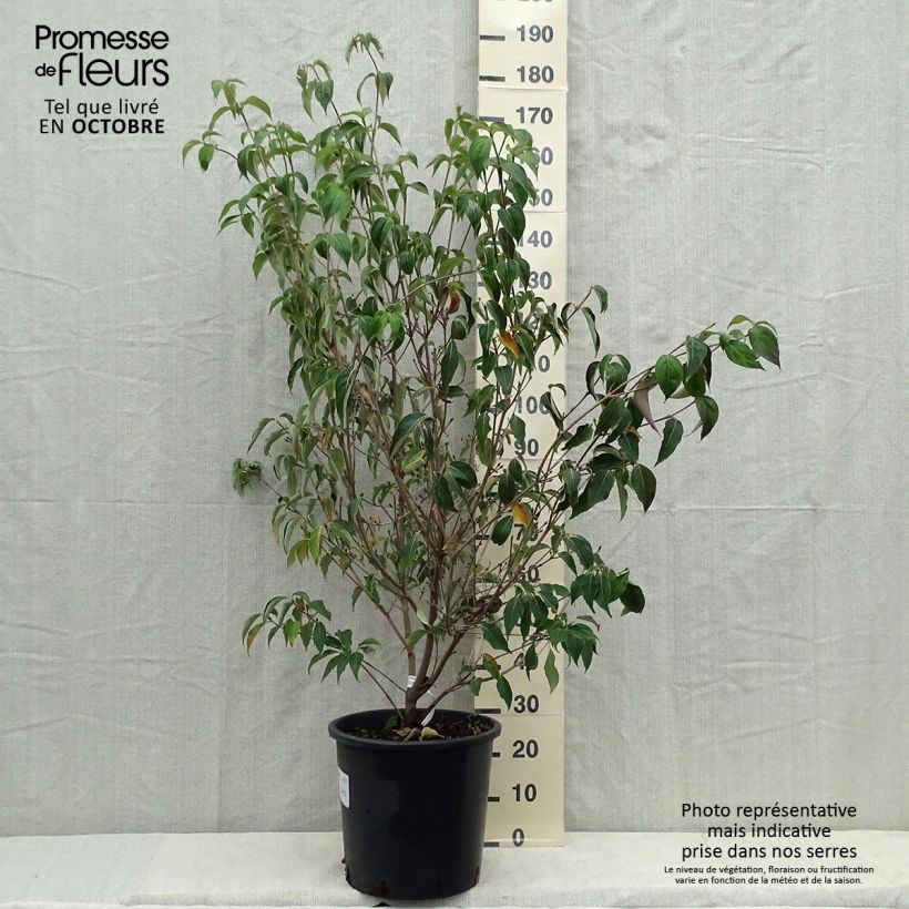 Spécimen de Cornus kousa Robert's Select  - Cornouiller du Japon Pot de 20L/25L tel que livré en automne