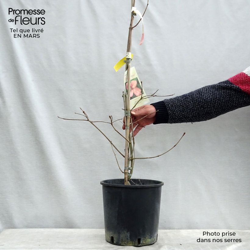 Spécimen de Cornus kousa Rosy Teacups - Cornouiller du Japon Pot de 7,5L/10L tel que livré en hiver