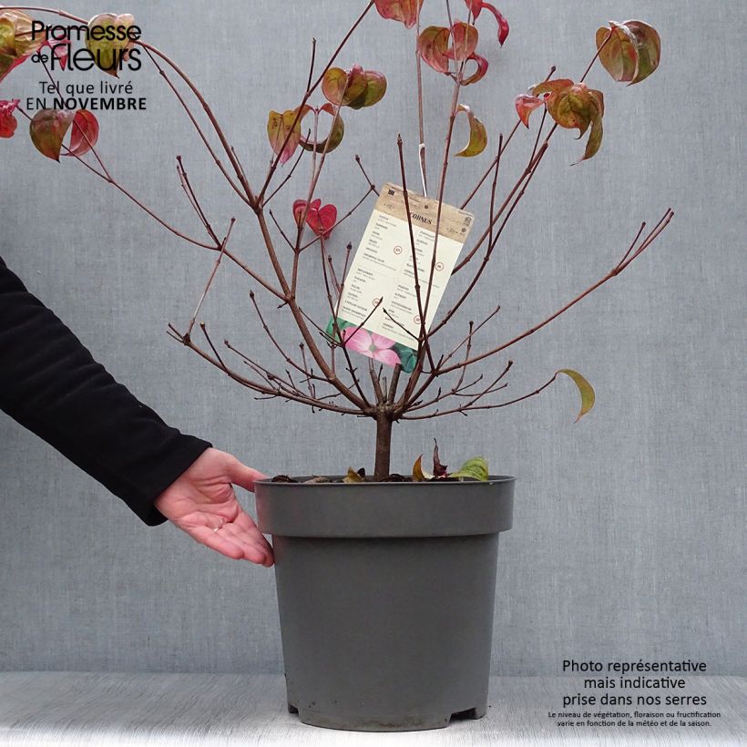 Spécimen de Cornus kousa Satomi - Cornouiller du Japon rose Pot de 6L/7L tel que livré en automne