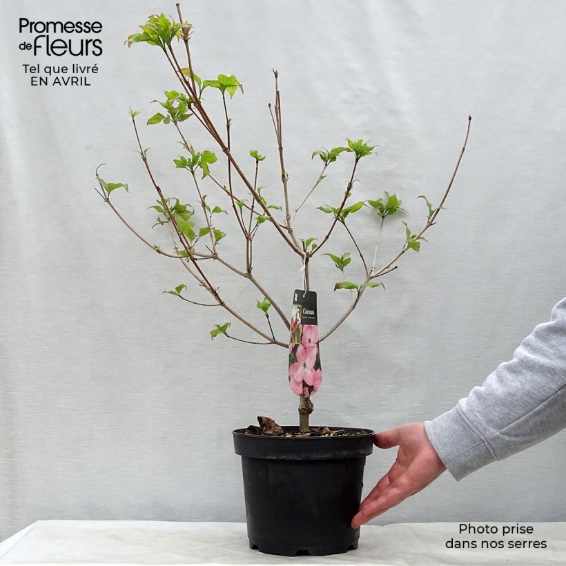 Spécimen de Cornus kousa Satomi - Cornouiller du Japon rose Pot de 4L/5L tel que livré au printemps