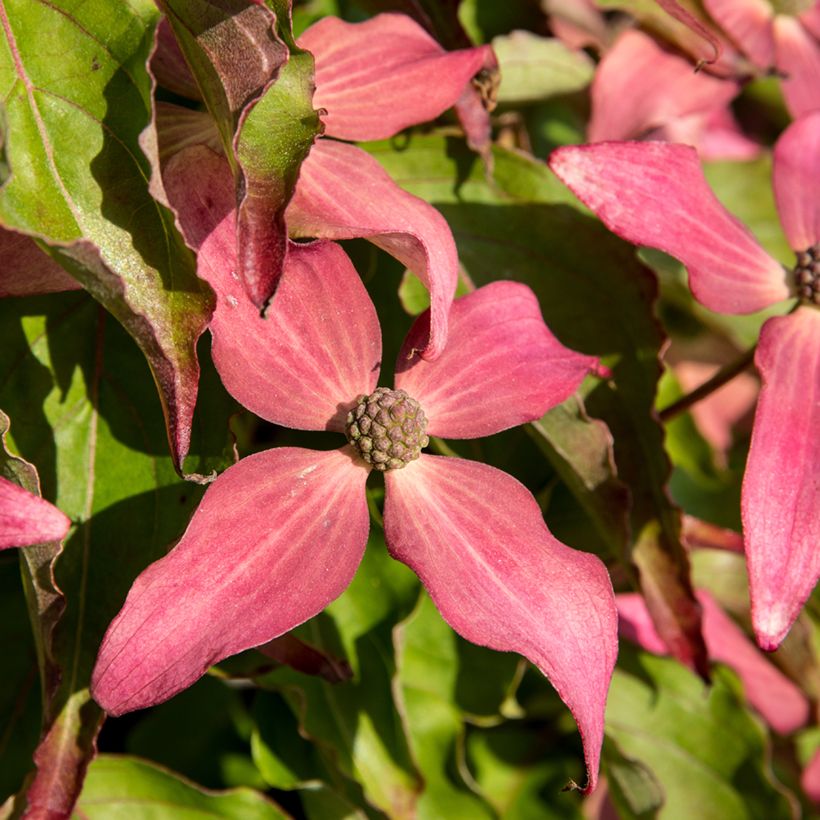 Cornus kousa Scarlet Fire - Cornouiller du Japon (Flowering)