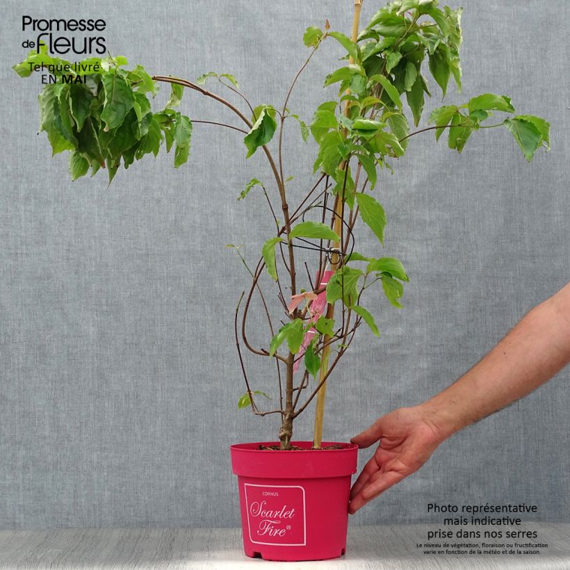 Example of Cornus kousa Scarlet Fire - Cornouiller du Japon Pot de 4L/5L as you get in printemps