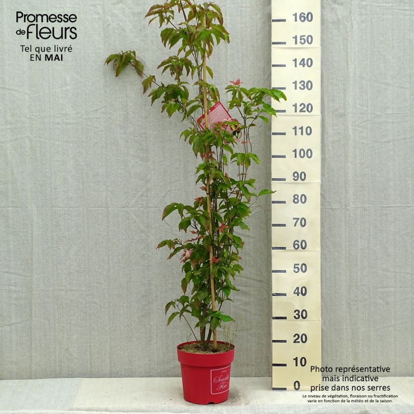 Example of Cornus kousa Scarlet Fire - Cornouiller du Japon Pot de 7,5L/10L as you get in printemps