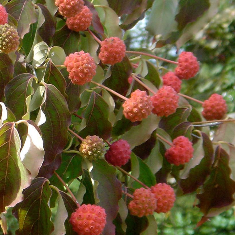 Cornus kousa Teutonia (Récolte)