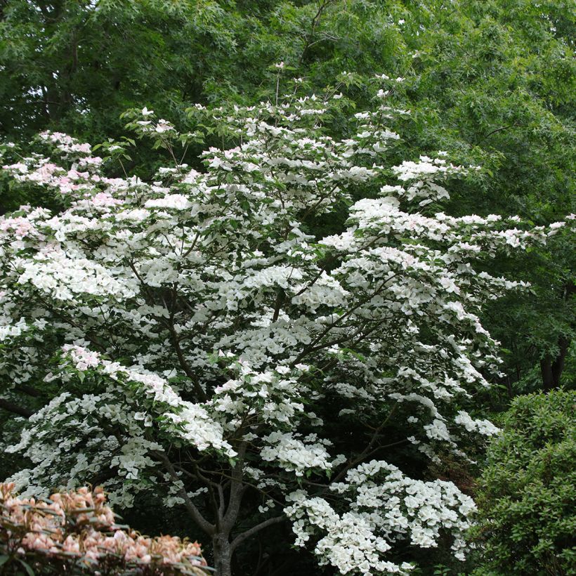 Cornus kousa Venus - Cornouiller du Japon blanc (Plant habit)