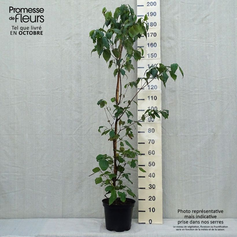 Spécimen de Cornus kousa var. chinensis Great Star - Cornouiller à fleurs Pot de 7,5L/10L tel que livré en automne