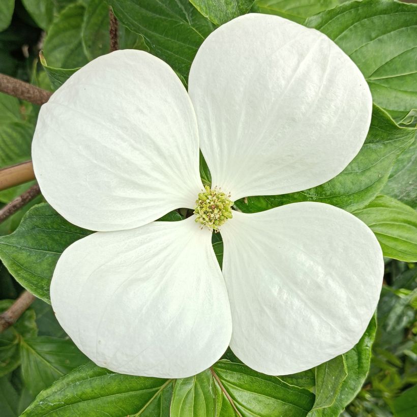 Cornus kousa Venus - Cornouiller du Japon blanc (Flowering)