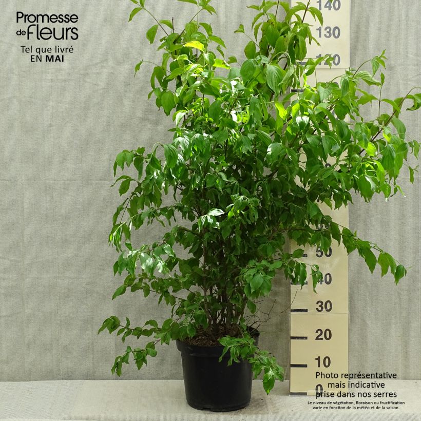 Example of Cornus mas - Cornouiller mâle Pot de 12L/15L as you get in printemps